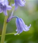 Garten-Hasenglöckchen - Hyacinthoides hispanica 'Excelsior'