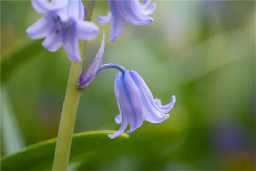 Garten-Hasenglöckchen - Hyacinthoides hispanica 'Excelsior'