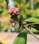 Fellhortensie 'Macrophylla' - Hydrangea aspera 'Macrophylla' - Ziergehölze