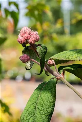 Fellhortensie 'Macrophylla' - Hydrangea aspera 'Macrophylla' - Ziergehölze