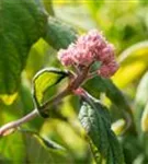 Fellhortensie 'Macrophylla' - Hydrangea aspera 'Macrophylla' - Ziergehölze