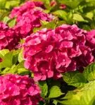 Bauernhortensie 'Freudenstein' - Hydrangea macrophylla 'Freudenstein'