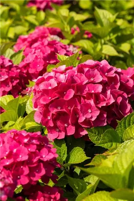 Bauernhortensie 'Freudenstein' - Hydrangea macrophylla 'Freudenstein'