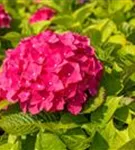 Bauernhortensie 'Freudenstein' - Hydrangea macrophylla 'Freudenstein'