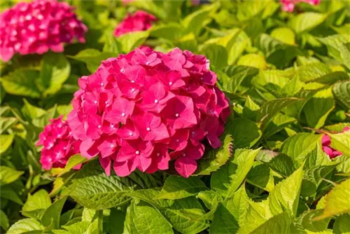 Bauernhortensie 'Freudenstein' - Hydrangea macrophylla 'Freudenstein'