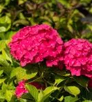 Bauernhortensie 'Freudenstein' - Hydrangea macrophylla 'Freudenstein'