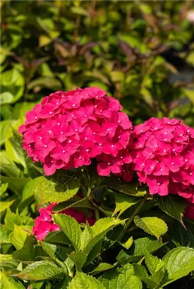 Bauernhortensie 'Freudenstein' - Hydrangea macrophylla 'Freudenstein'