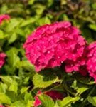 Bauernhortensie 'Freudenstein' - Hydrangea macrophylla 'Freudenstein'