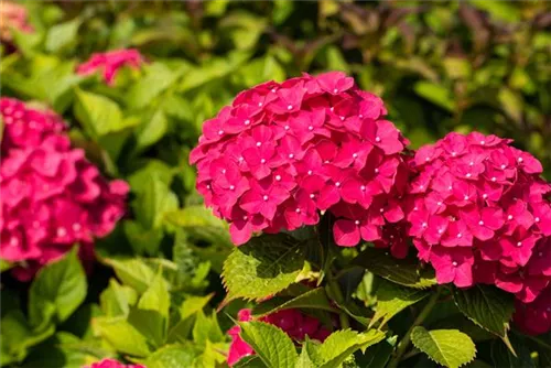 Bauernhortensie 'Freudenstein' - Hydrangea macrophylla 'Freudenstein'