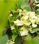 Rispenhortensie - Hydrangea pan.'Early Sensation' -R-