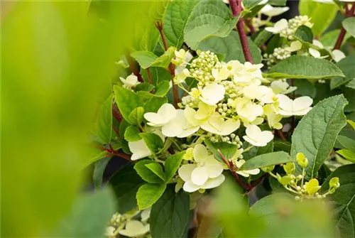 Rispenhortensie - Hydrangea pan.'Early Sensation' -R-