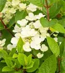 Rispenhortensie - Hydrangea pan.'Early Sensation' -R-