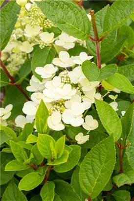 Rispenhortensie - Hydrangea pan.'Early Sensation' -R-