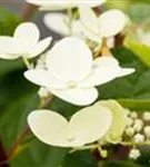 Rispenhortensie - Hydrangea pan.'Early Sensation' -R-