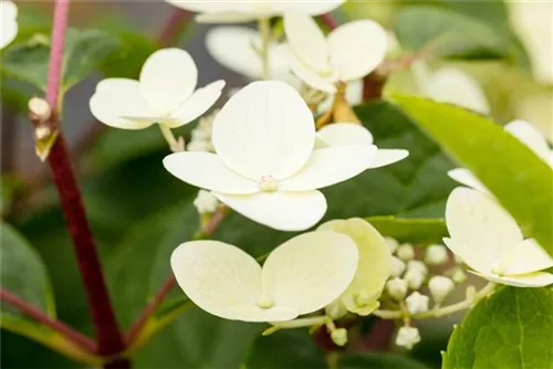 Rispenhortensie - Hydrangea pan.'Early Sensation' -R-