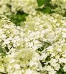 Rispenhortensie 'Bobo' - Hydrangea paniculata 'Bobo'