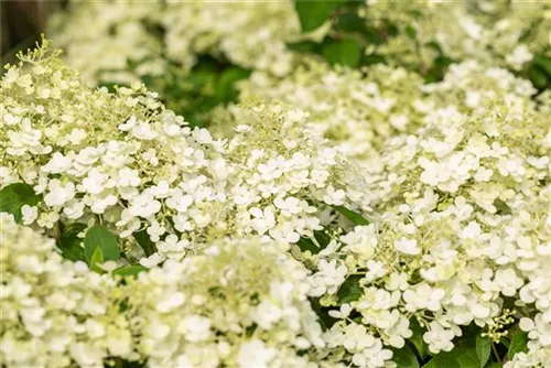 Rispenhortensie 'Bobo' - Hydrangea paniculata 'Bobo'