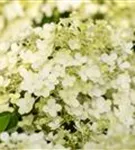 Rispenhortensie 'Bobo' - Hydrangea paniculata 'Bobo'