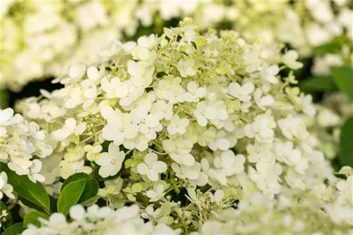 Rispenhortensie 'Bobo' - Hydrangea paniculata 'Bobo'