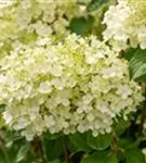 Rispenhortensie 'Bobo' - Hydrangea paniculata 'Bobo'