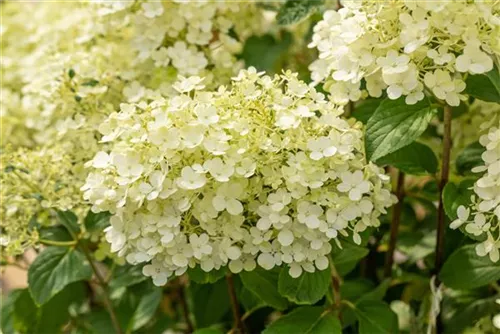 Rispenhortensie 'Bobo' - Hydrangea paniculata 'Bobo'