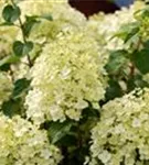 Rispenhortensie 'Bobo' - Hydrangea paniculata 'Bobo'