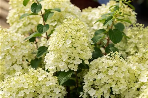 Rispenhortensie 'Bobo' - Hydrangea paniculata 'Bobo'