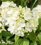 Rispenhortensie - Hydrangea paniculata 'Diamant Rouge'