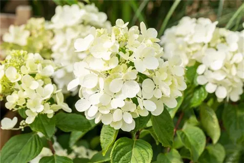 Rispenhortensie - Hydrangea paniculata 'Diamant Rouge'