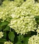 Rispenhortensie 'Little Lime' - Hydrangea paniculata 'Little Lime'