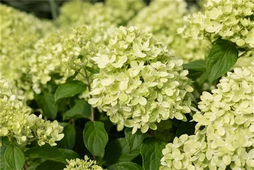 Rispenhortensie 'Little Lime' - Hydrangea paniculata 'Little Lime'