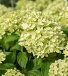 Rispenhortensie 'Little Lime' - Hydrangea paniculata 'Little Lime'