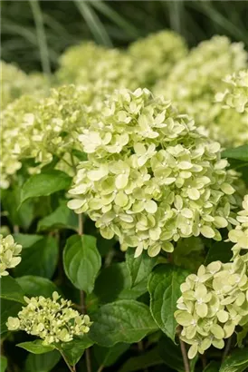 Rispenhortensie 'Little Lime' - Hydrangea paniculata 'Little Lime'