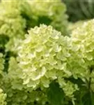 Rispenhortensie 'Little Lime' - Hydrangea paniculata 'Little Lime'