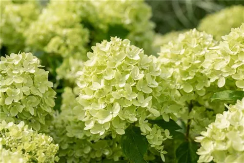 Rispenhortensie 'Little Lime' - Hydrangea paniculata 'Little Lime'