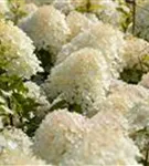 Rispenhortensie 'Phantom' - Hydrangea paniculata 'Phantom'