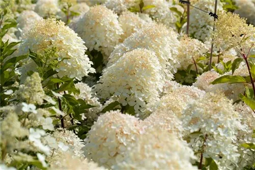 Rispenhortensie 'Phantom' - Hydrangea paniculata 'Phantom'