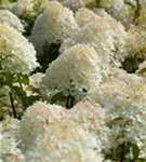 Rispenhortensie 'Phantom' - Hydrangea paniculata 'Phantom'