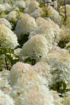 Rispenhortensie 'Phantom' - Hydrangea paniculata 'Phantom'