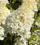 Rispenhortensie - Hydrangea paniculata 'Silver Dollar'