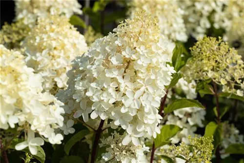 Rispenhortensie - Hydrangea paniculata 'Silver Dollar'