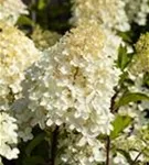 Rispenhortensie - Hydrangea paniculata 'Silver Dollar'