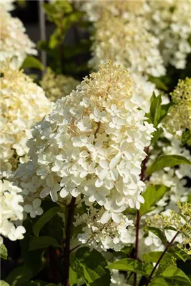 Rispenhortensie - Hydrangea paniculata 'Silver Dollar'