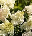 Rispenhortensie 'Vanille Fraise' -R- - Hydrangea paniculata 'Vanille-Fraise' -R-