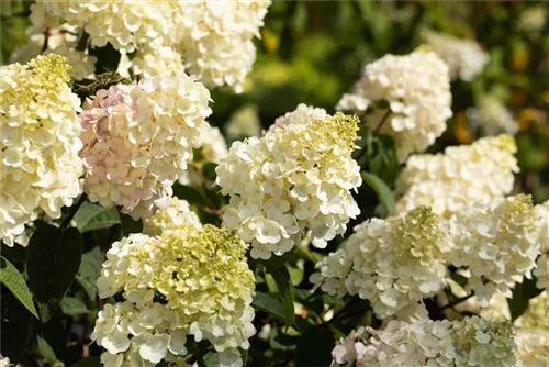 Rispenhortensie 'Vanille Fraise' -R- - Hydrangea paniculata 'Vanille-Fraise' -R-