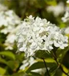 Rispenhortensie 'Vanille Fraise' -R- - Hydrangea paniculata 'Vanille-Fraise' -R-