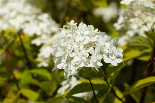 Rispenhortensie 'Vanille Fraise' -R- - Hydrangea paniculata 'Vanille-Fraise' -R-