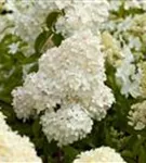 Rispenhortensie 'Vanille Fraise' -R- - Hydrangea paniculata 'Vanille-Fraise' -R-