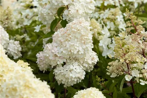 Rispenhortensie 'Vanille Fraise' -R- - Hydrangea paniculata 'Vanille-Fraise' -R-