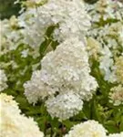 Rispenhortensie 'Vanille Fraise' -R- - Hydrangea paniculata 'Vanille-Fraise' -R-